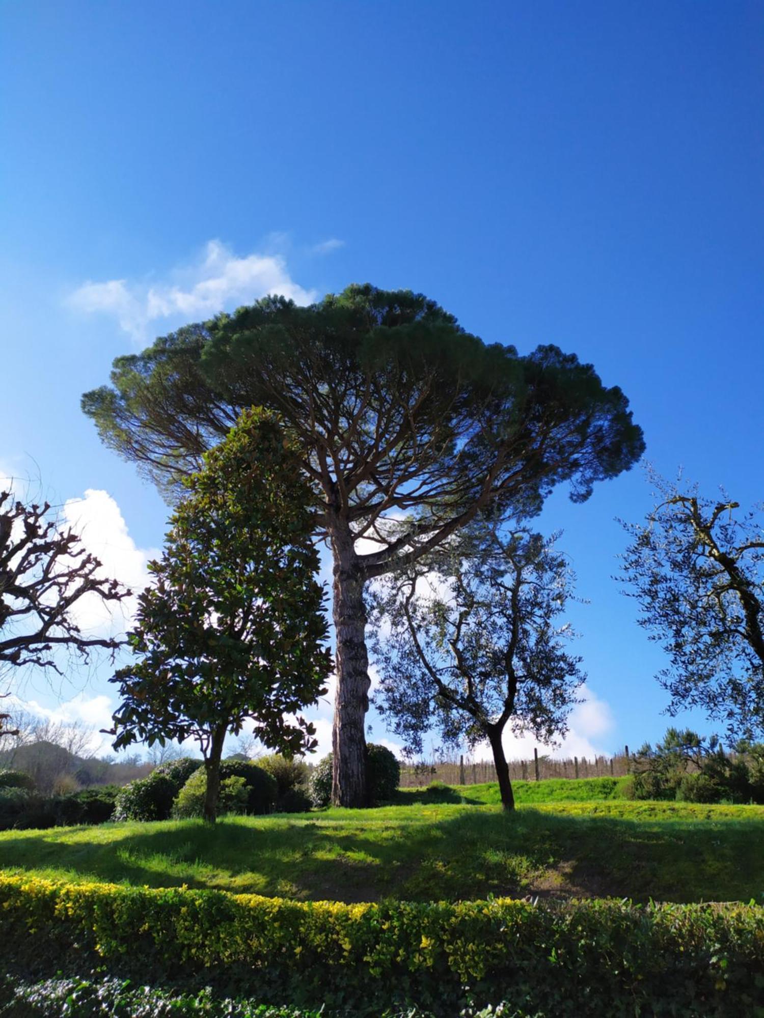 Agriturismo Buon Riposo - Country Resort In The Heart Of Tuscany San Giovanni a Corazzano Luaran gambar