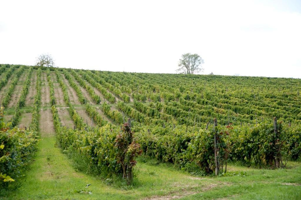 Agriturismo Buon Riposo - Country Resort In The Heart Of Tuscany San Giovanni a Corazzano Luaran gambar